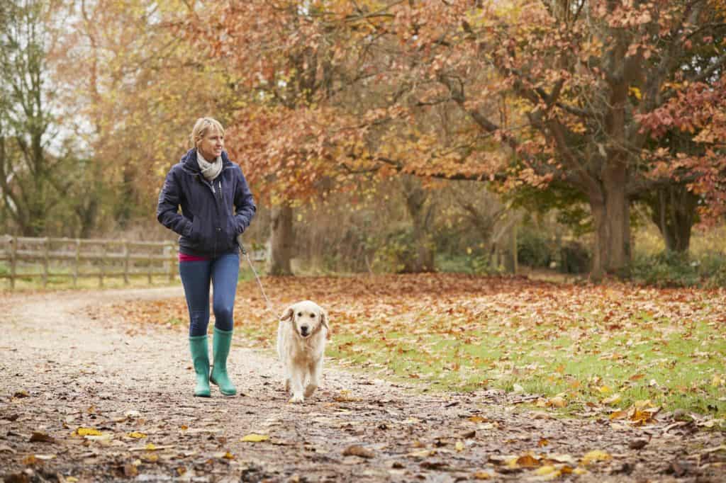 Mature Woman On Autumn Walk With Labrador