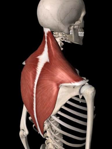 What You Need to Know About Shoulder Function After a Neck Dissection ...