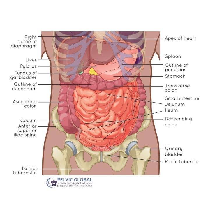 A medical illustration showing the digestive tract with relevant labels used for understanding constipation and the digestive system.